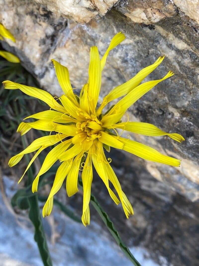 Scorzonera austriaca 6