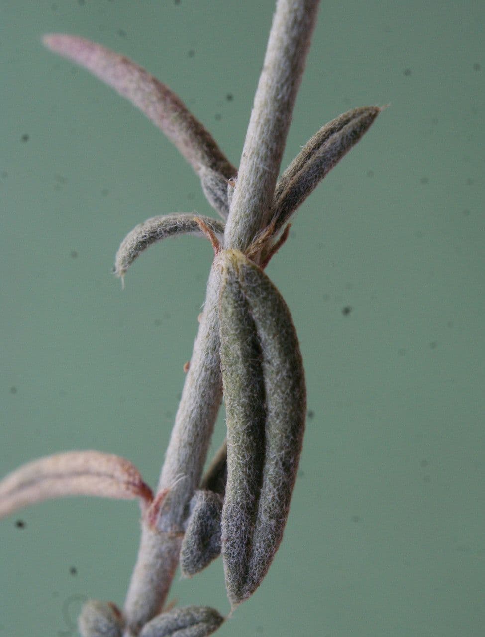 Eliantemo violaceo 18