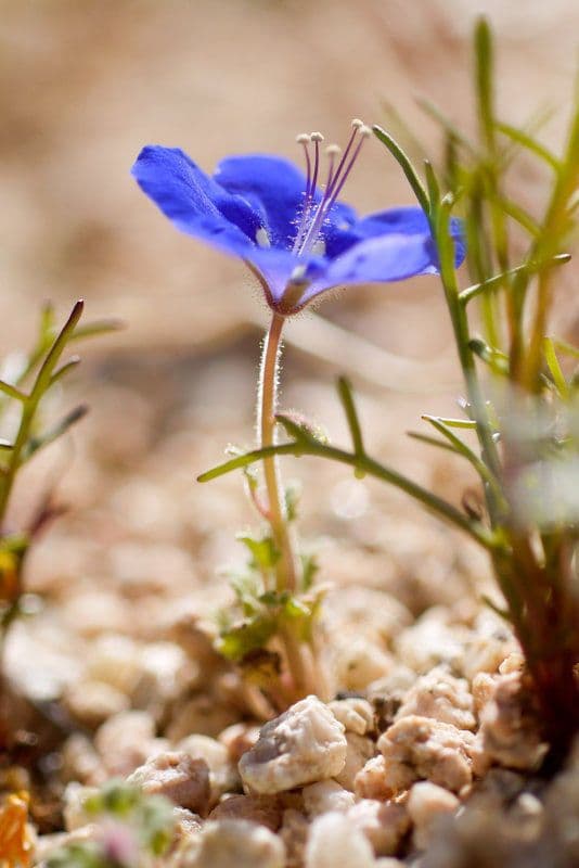 Charlottes Phacelia 9