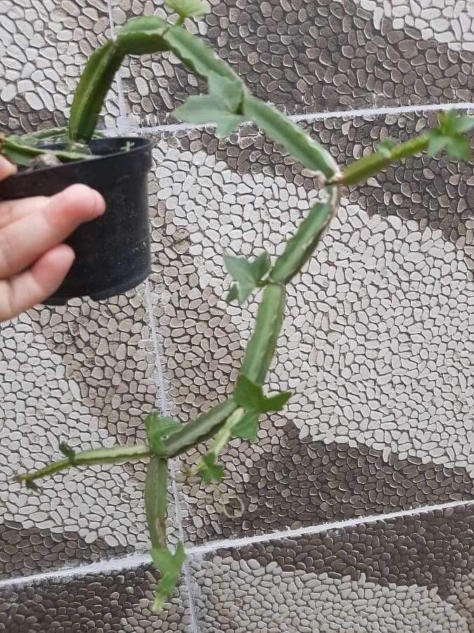 Cissus 25