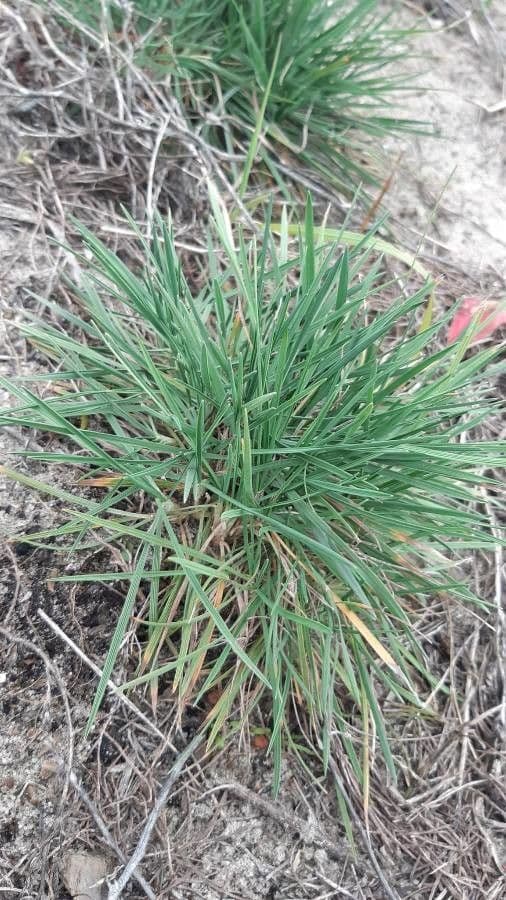 Koeleria glauca 15