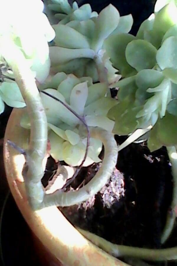 Sedum 19