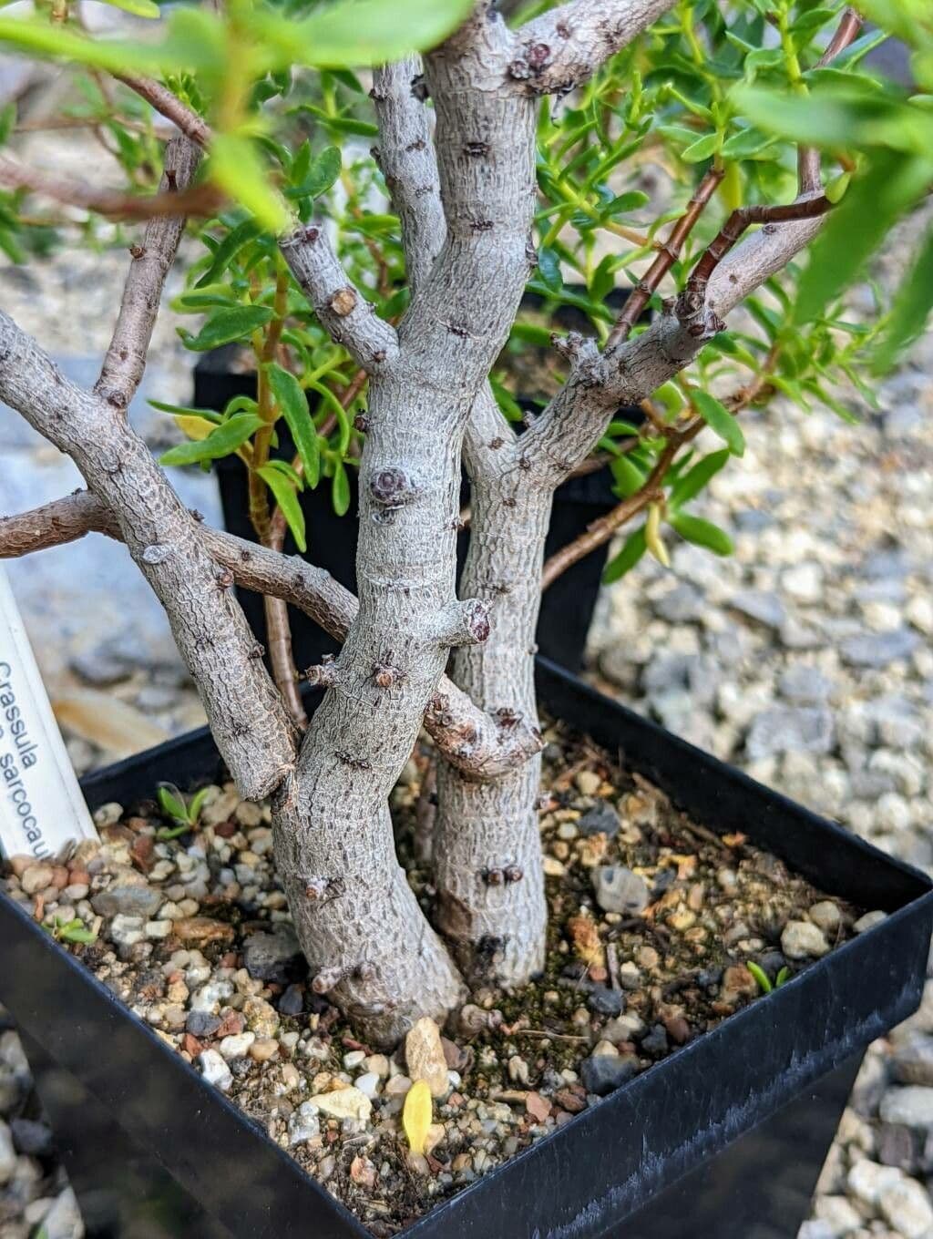 Crassula 18