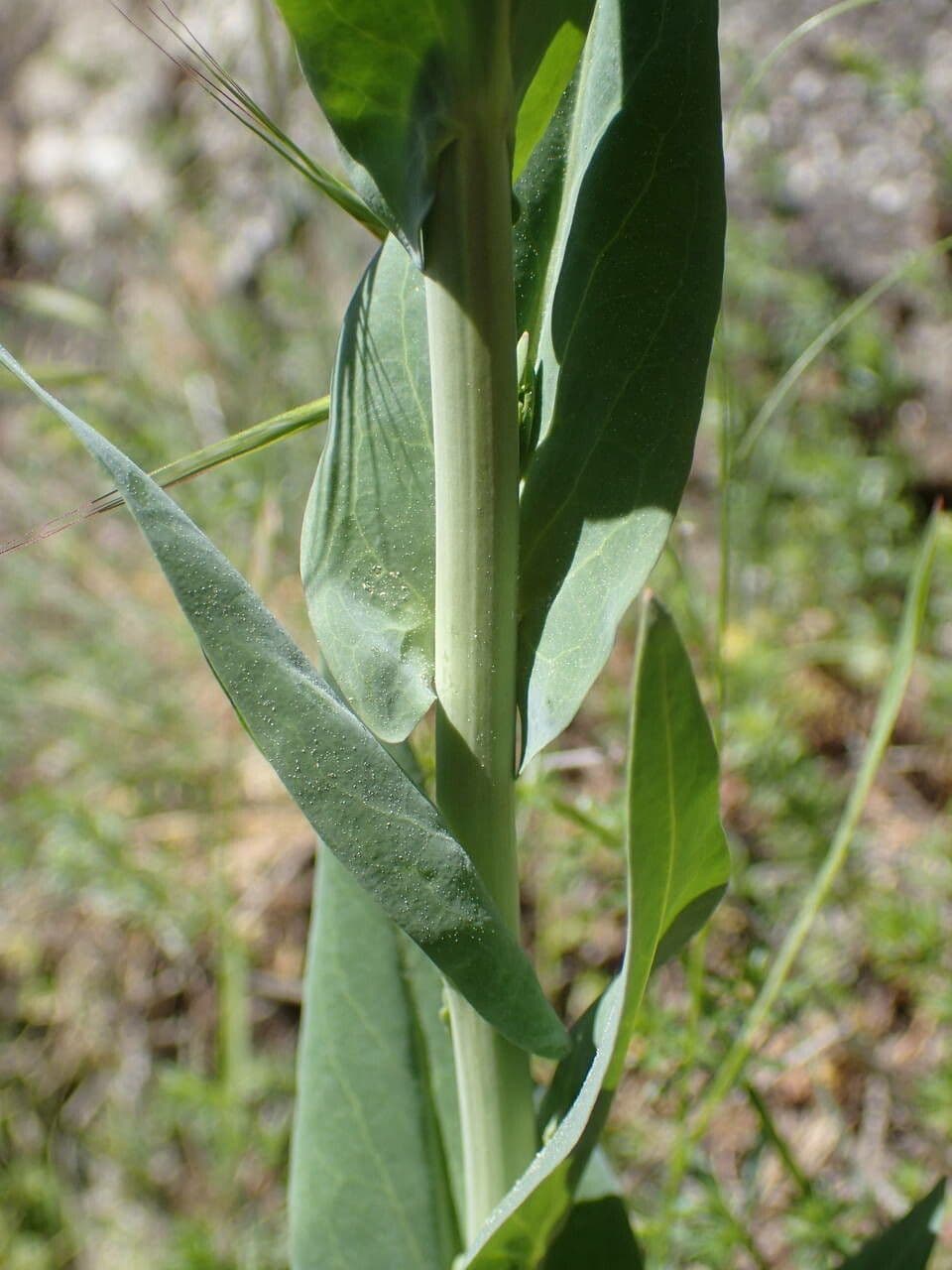 Arabetta liscia 25