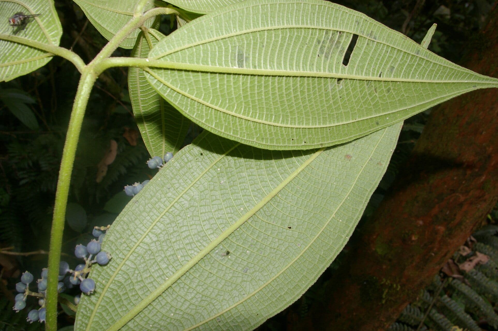 Miconia 8