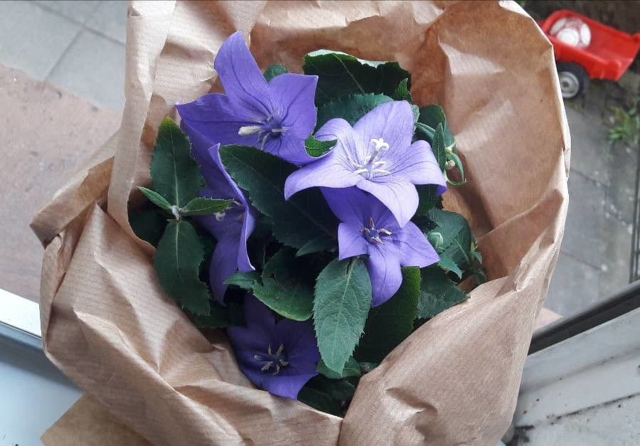 Platycodon à grandes fleurs 10