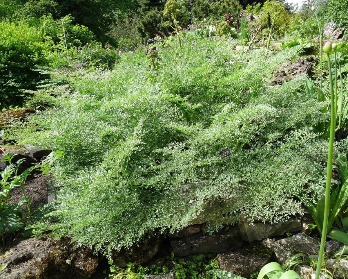 Songar-Ferula