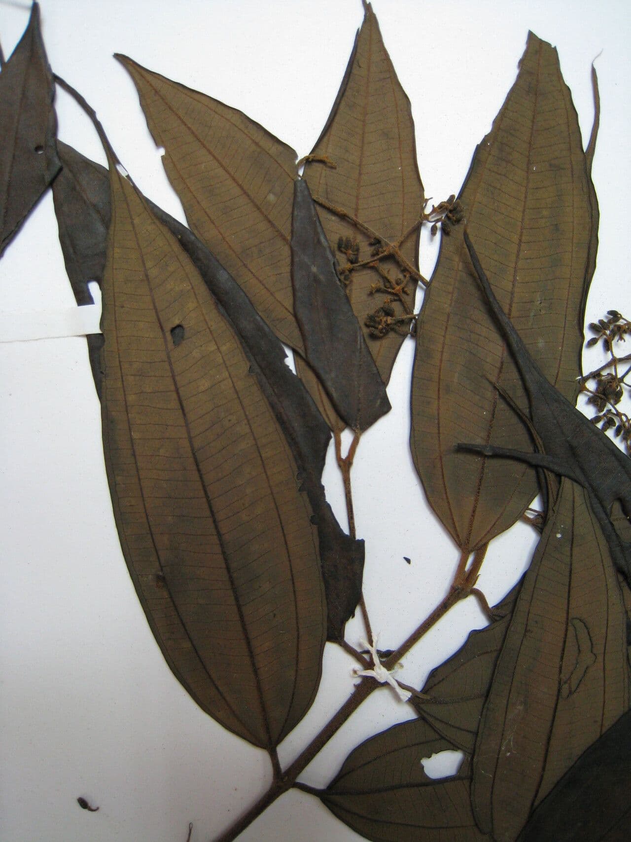 Miconia 5