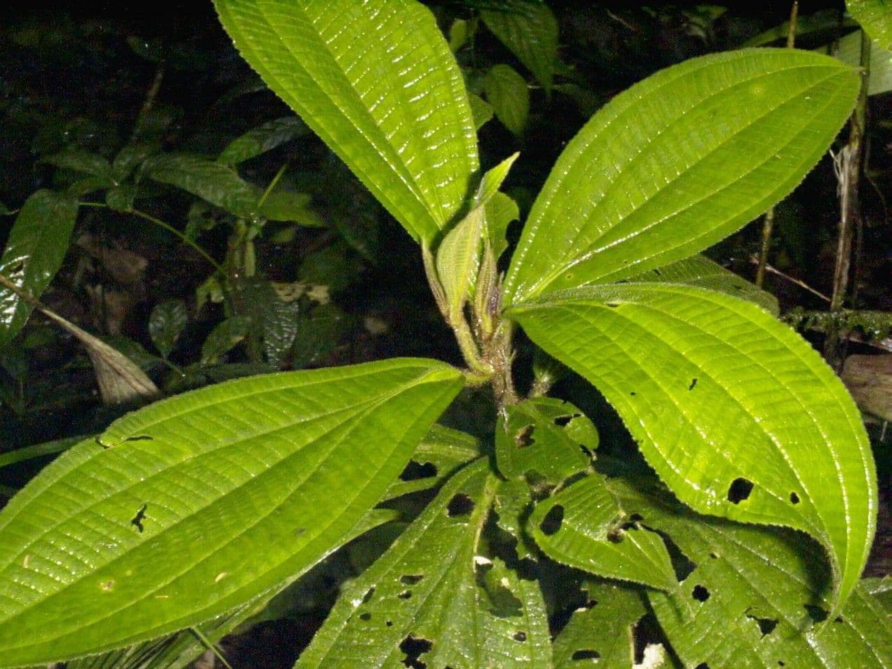 Conostegia 16