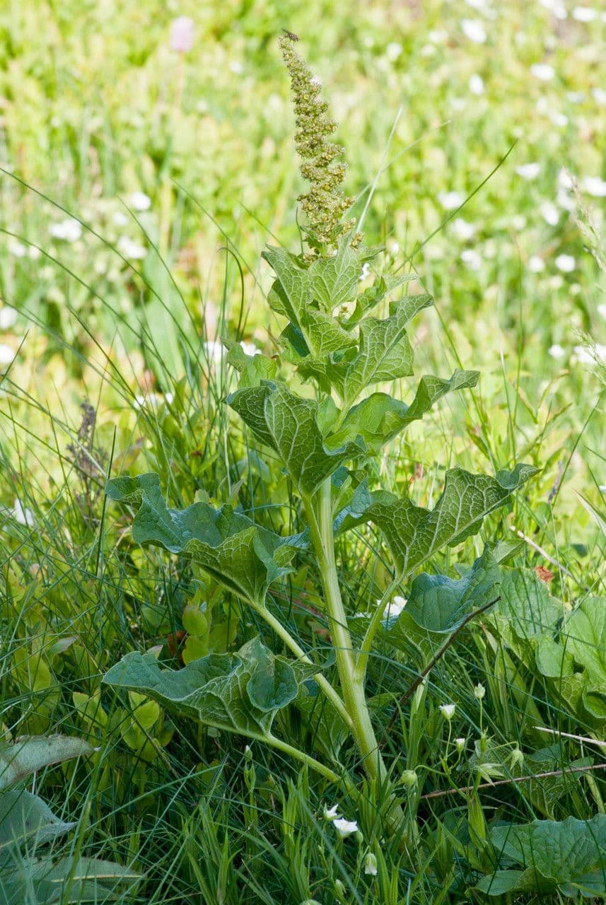 Komosa strzałkowata 10