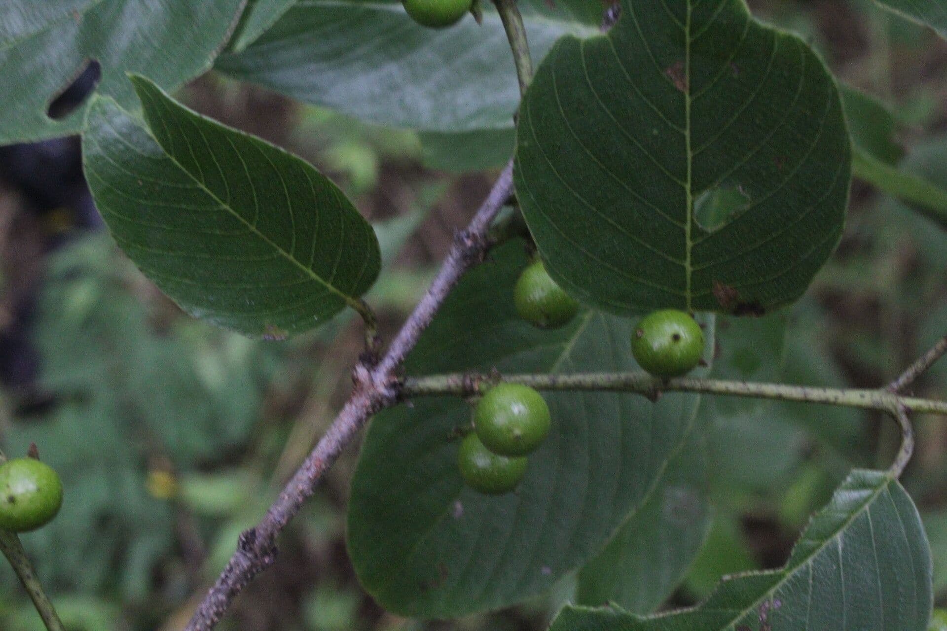 Karwinskia 10