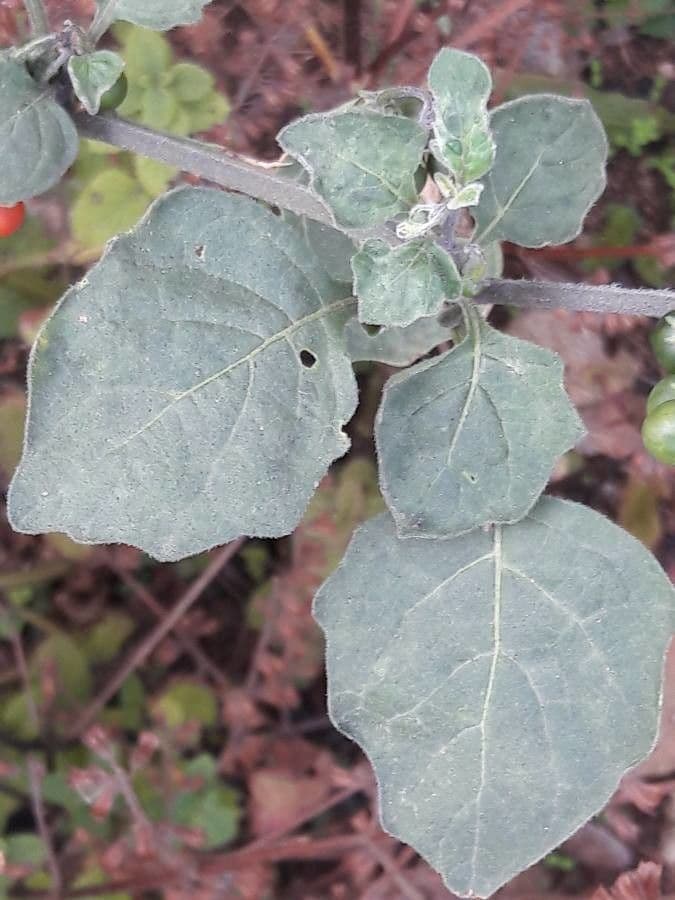 Solanum villosum 20
