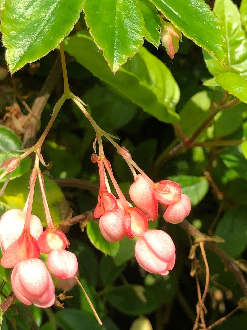Fuchsienblättrige Begonie 2