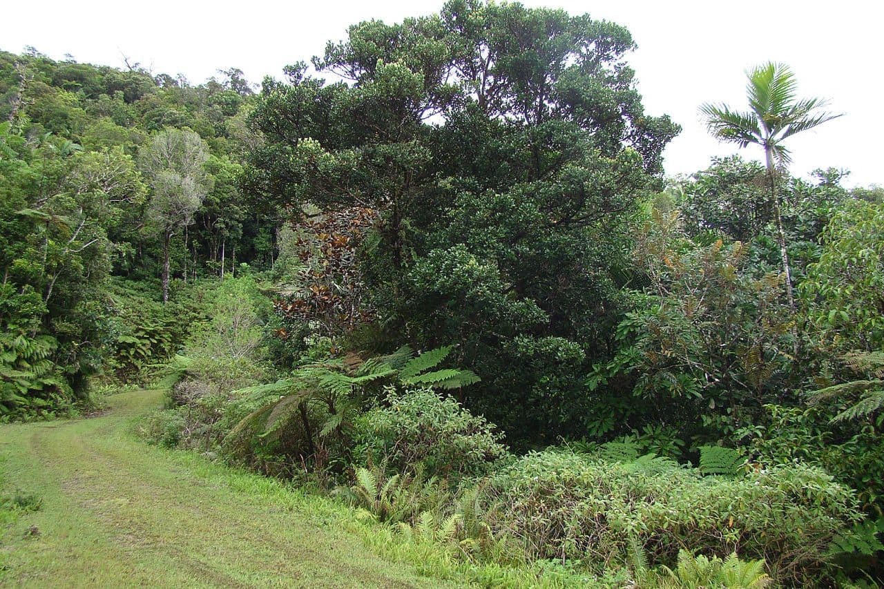 Cryptocarya 5