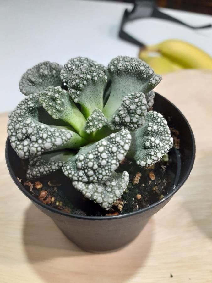 Titanopsis 9