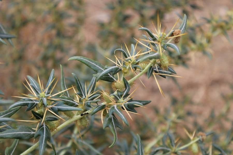 Lappola spinosa 18