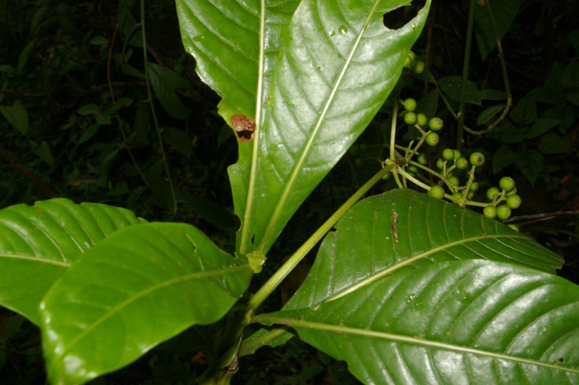 Große Psychotria 2