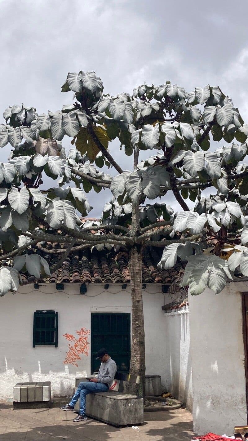 Cecropia 14