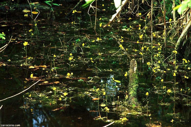 Pływacz 11