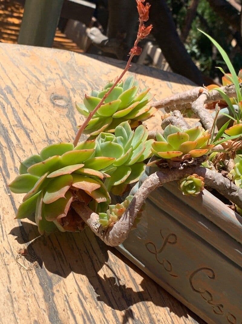 Aeonium lancerottense 3