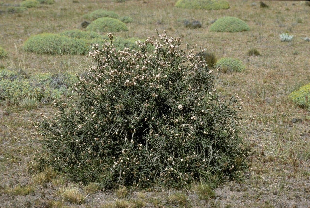 Mulguraea 2