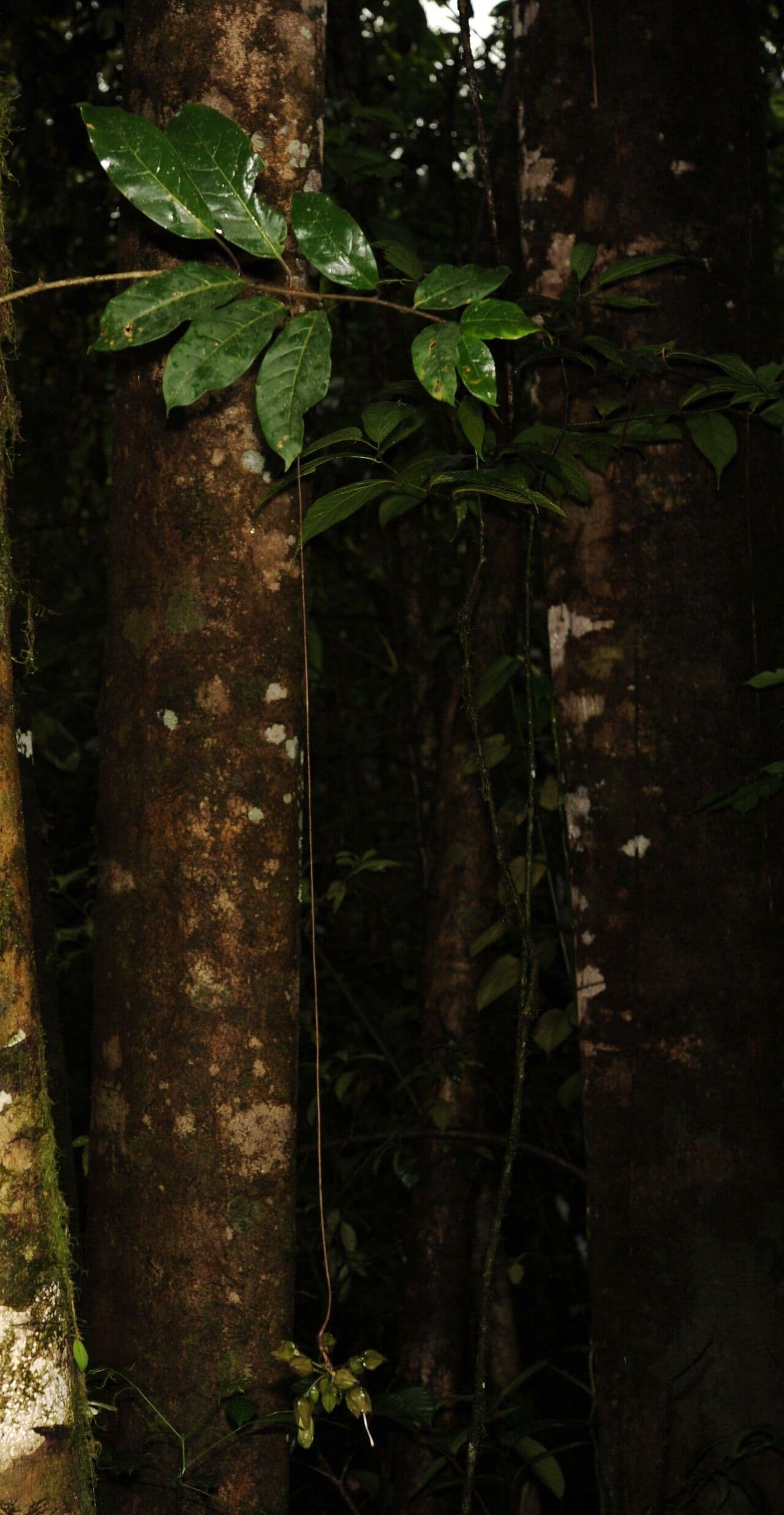Merinthopodium 3