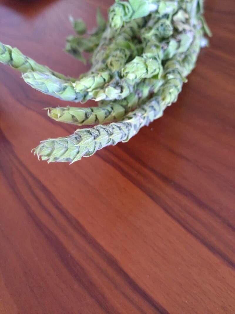 Sideritis dello Scardus 6