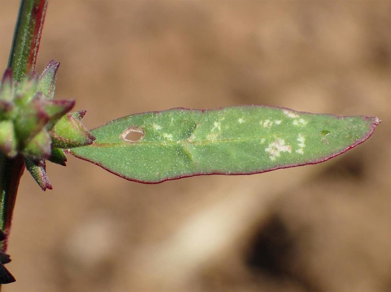Chenopodio rigido 3