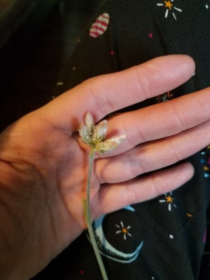 Antennaria de hoja de llantén 9