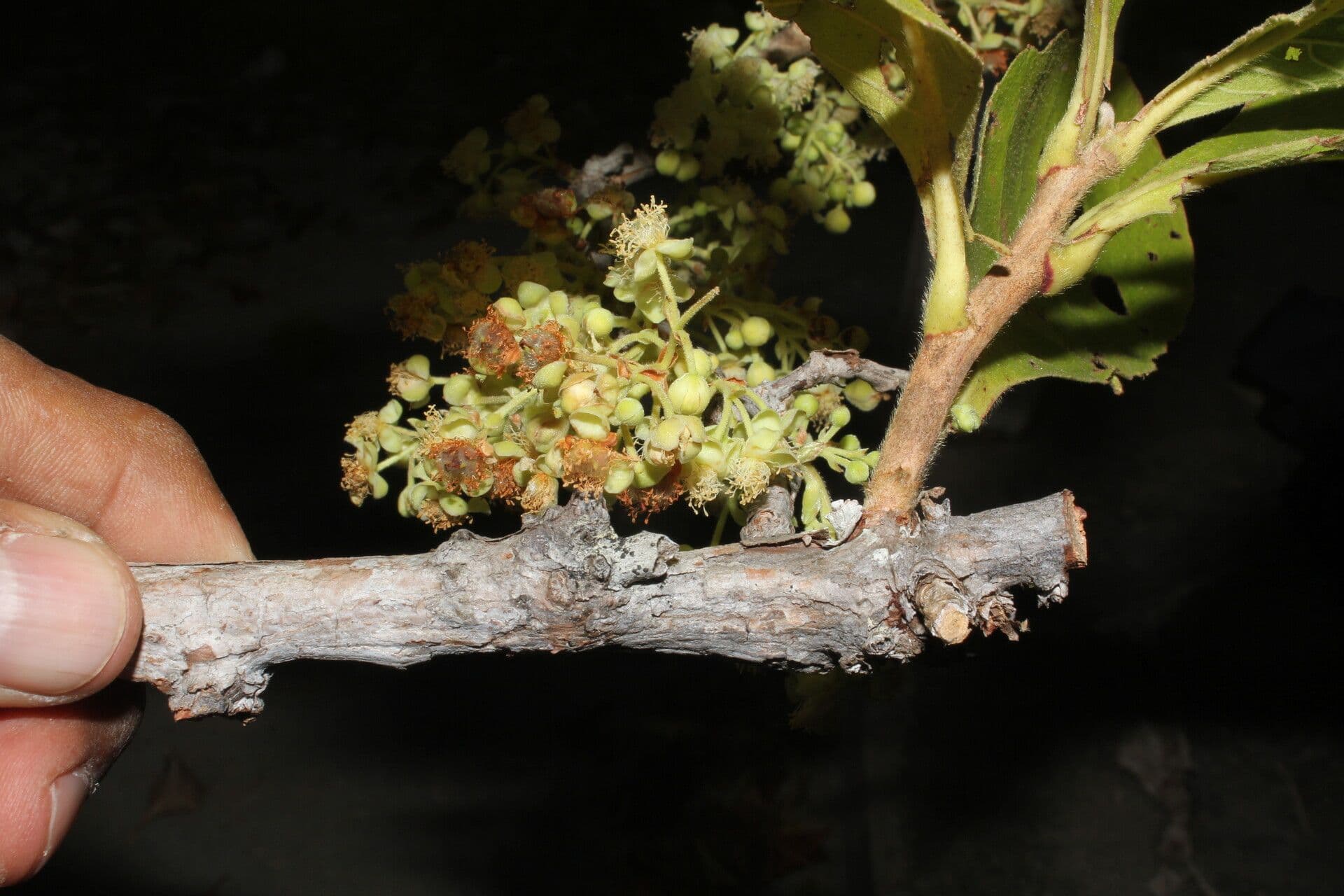 Curatella americana