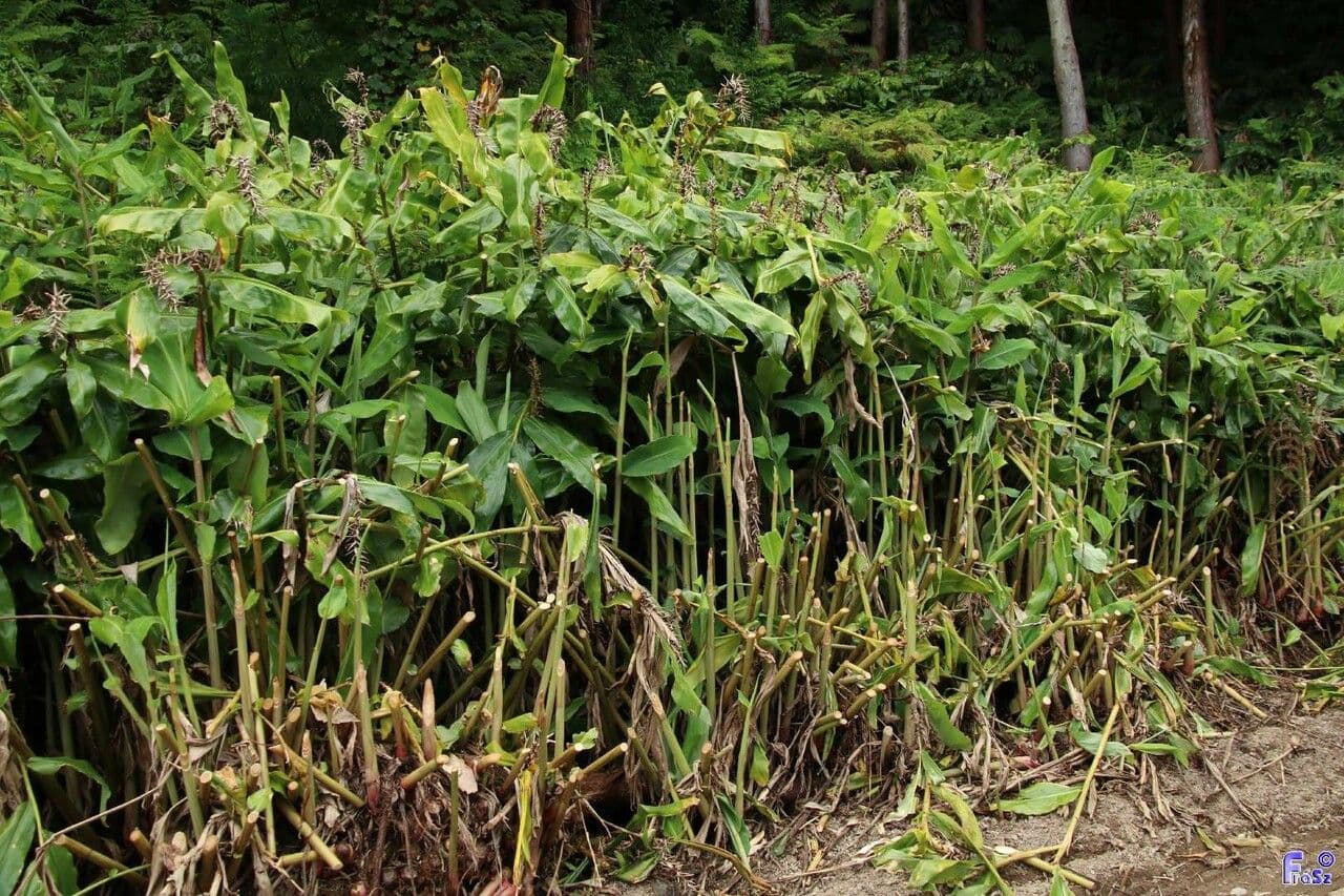 Zázvorník gardnerov 15