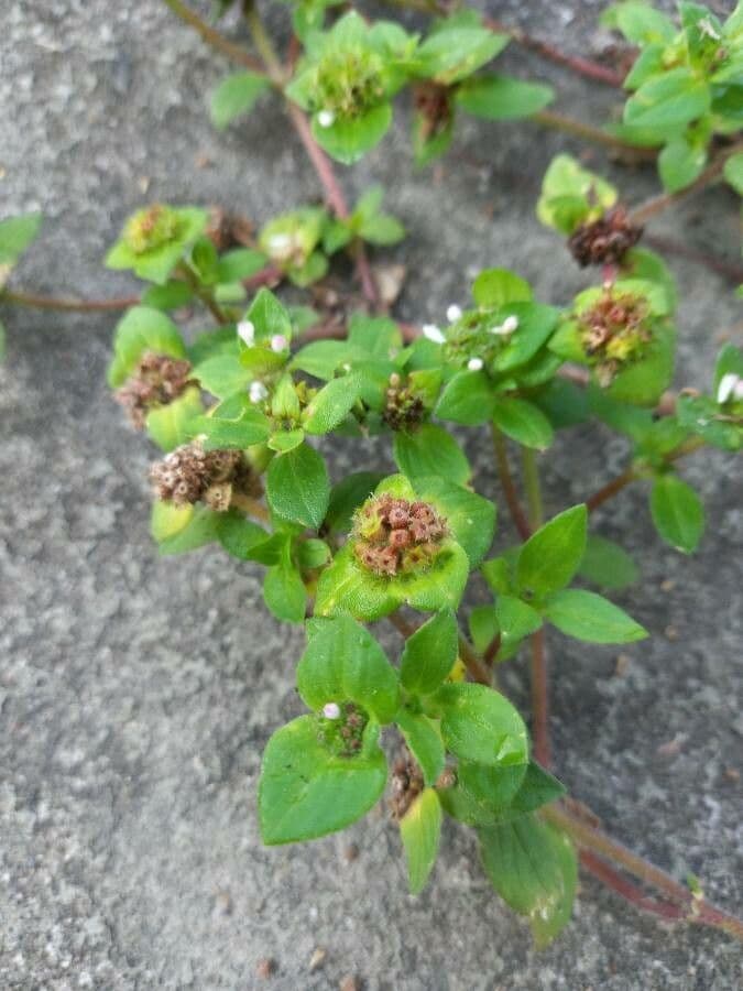 Richardia brasiliana 3