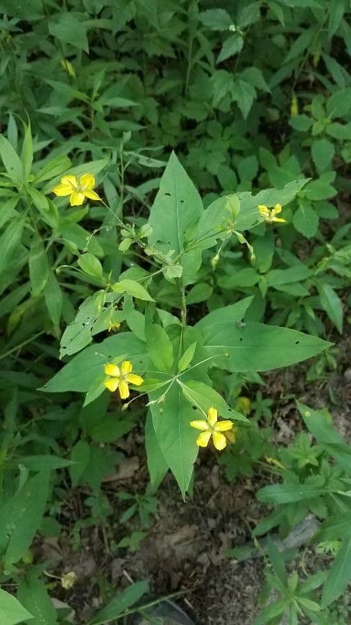 Lisimachia ciliata 24