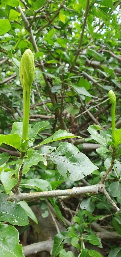 Gardenia ternata 15