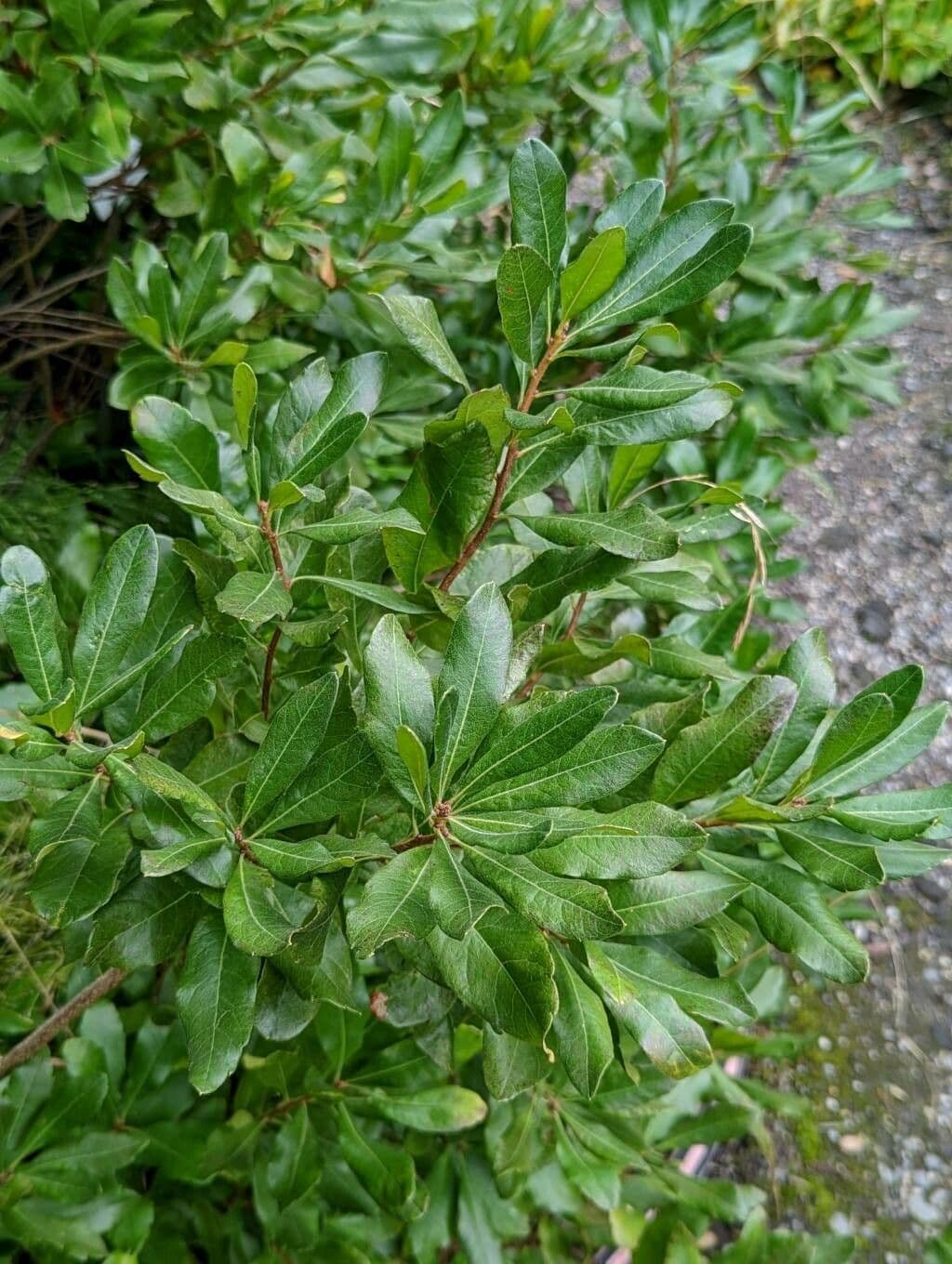 Mirica 7