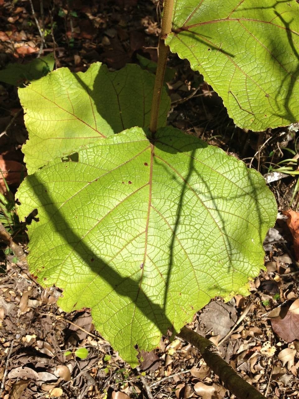 Coccoloba 24