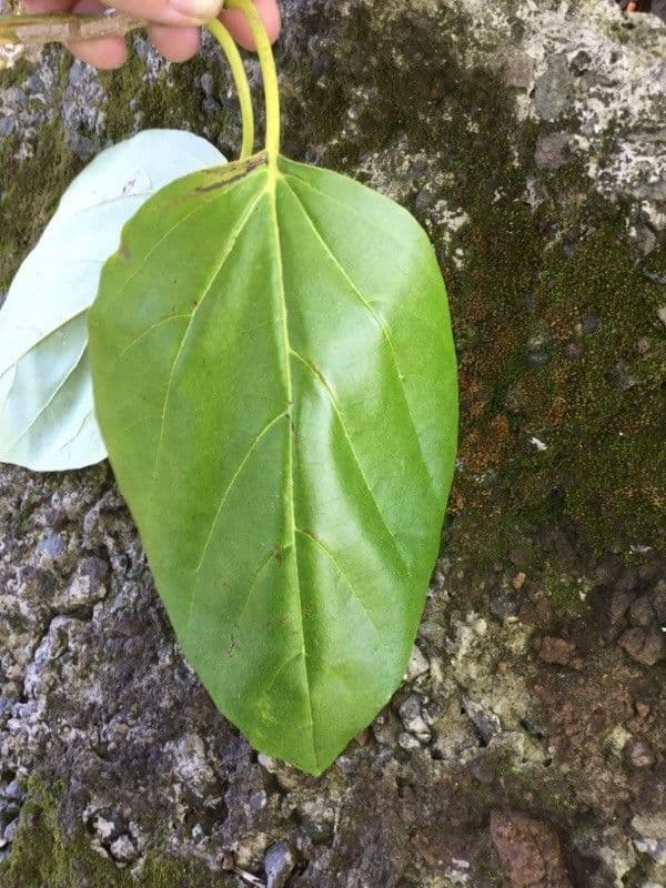 Cordia subcordata 19