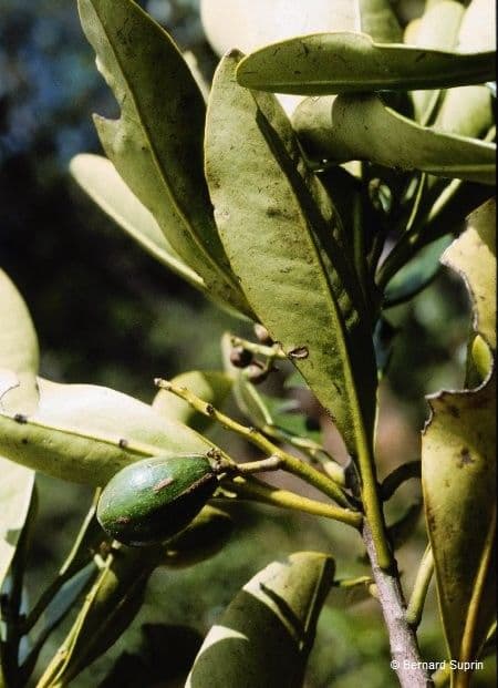 Oncotheca