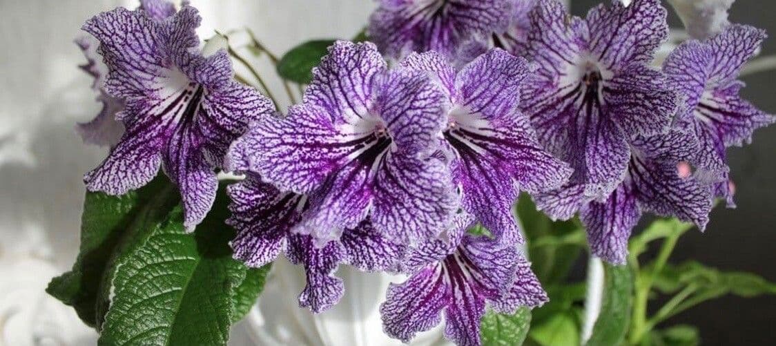 Primula del Capo 2
