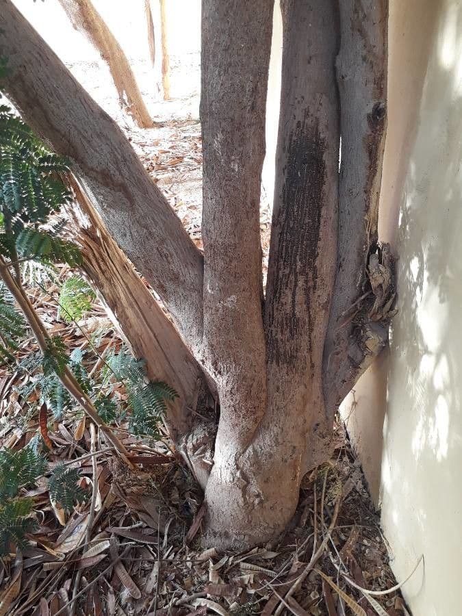 Leucaena 21