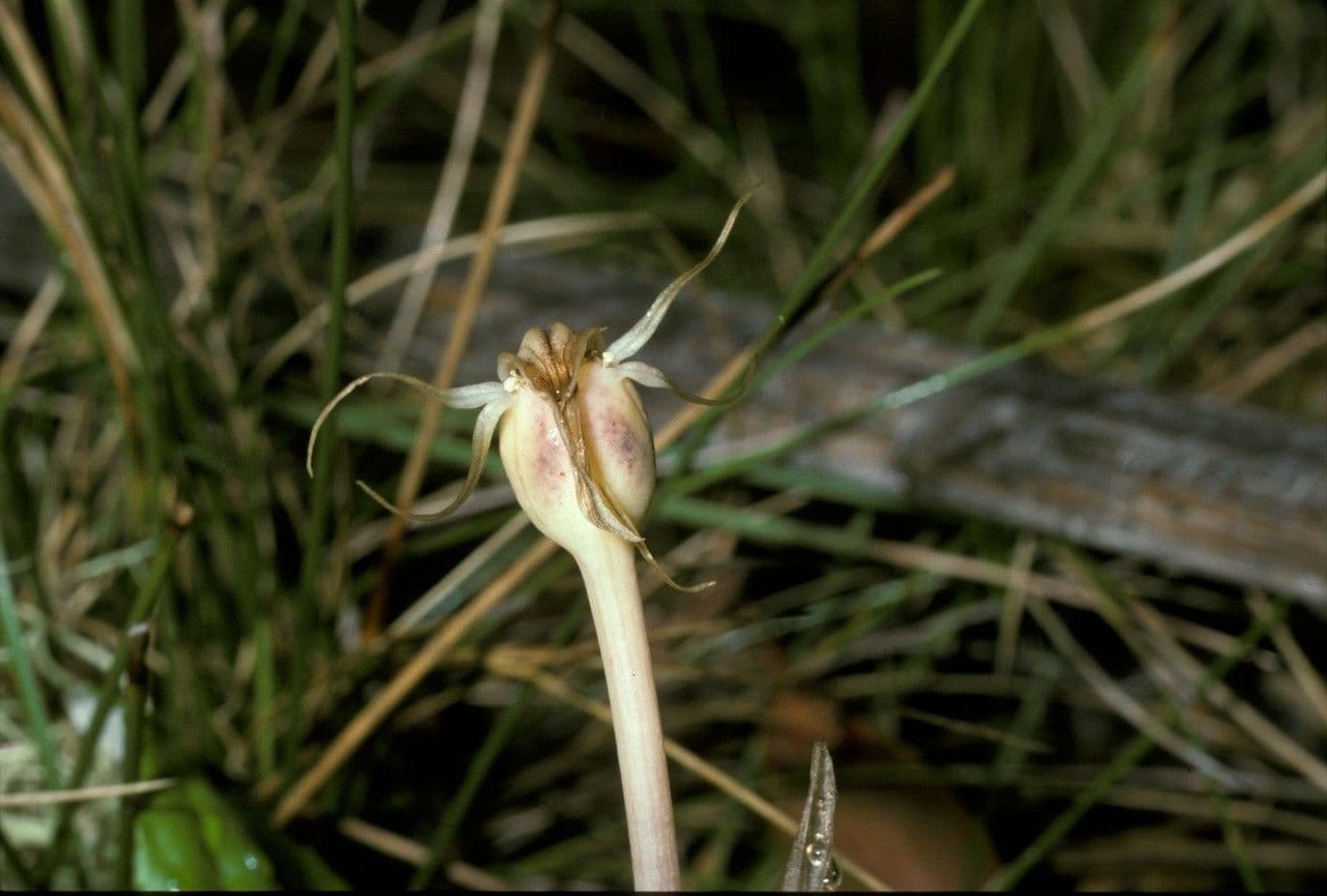 Arachnitis uniflora 3