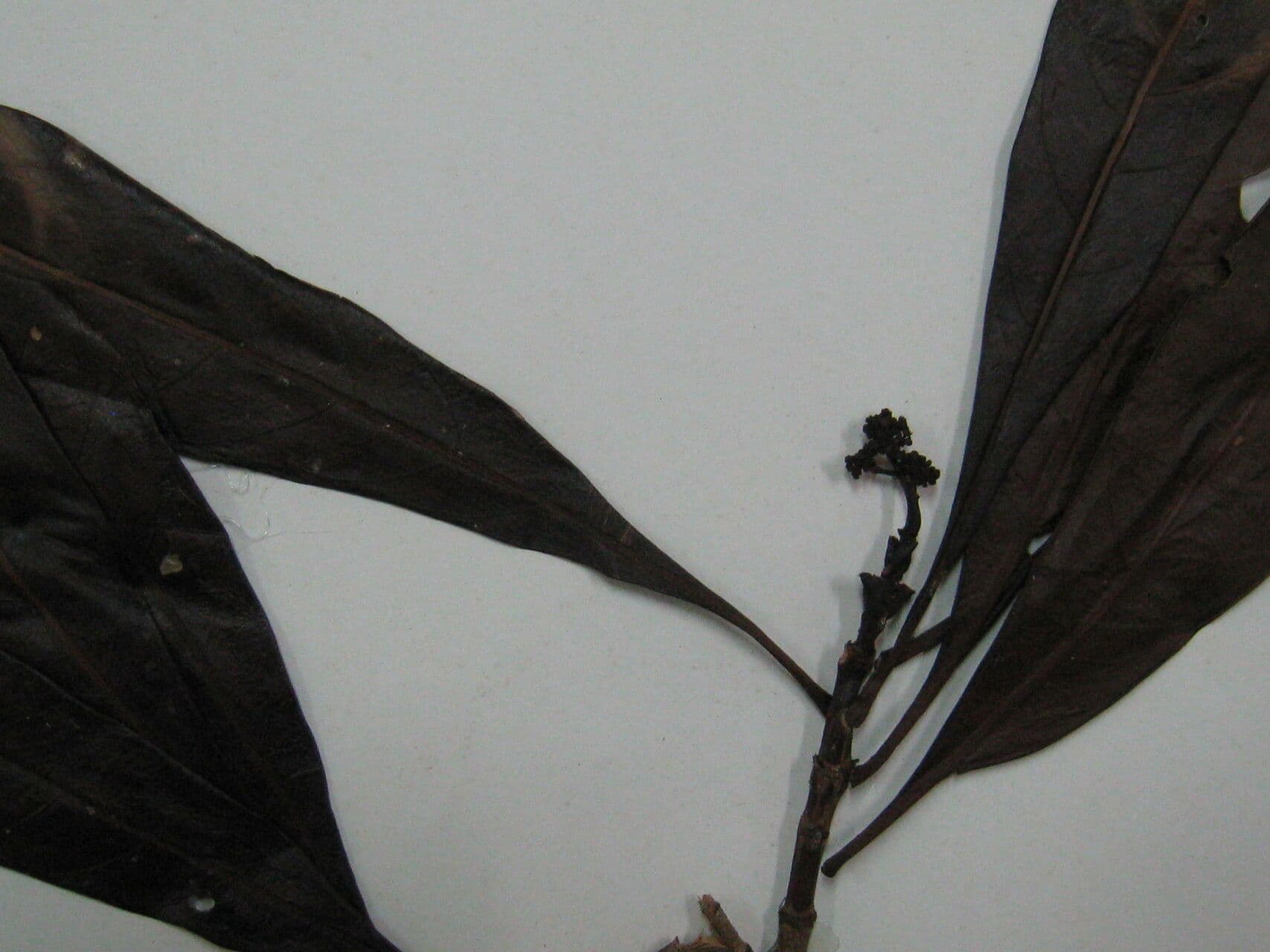 Psychotria 2