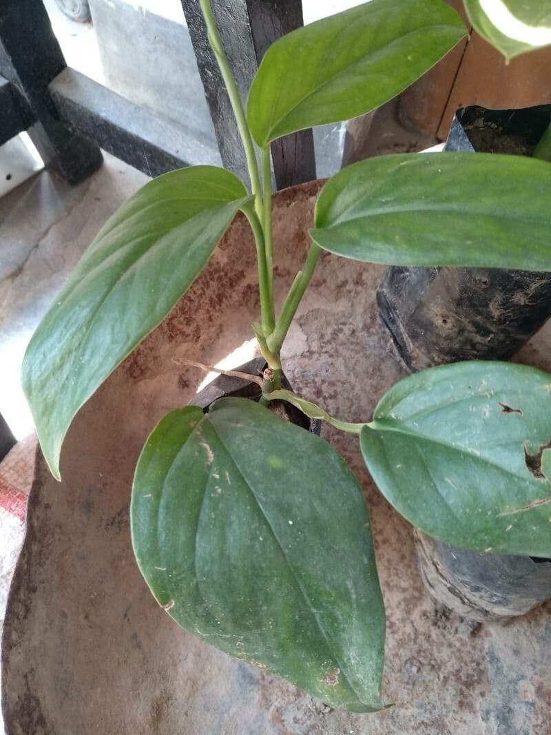 Monstera 11