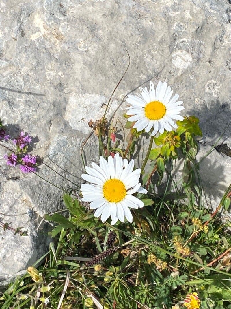 Schwarze Margerite 2