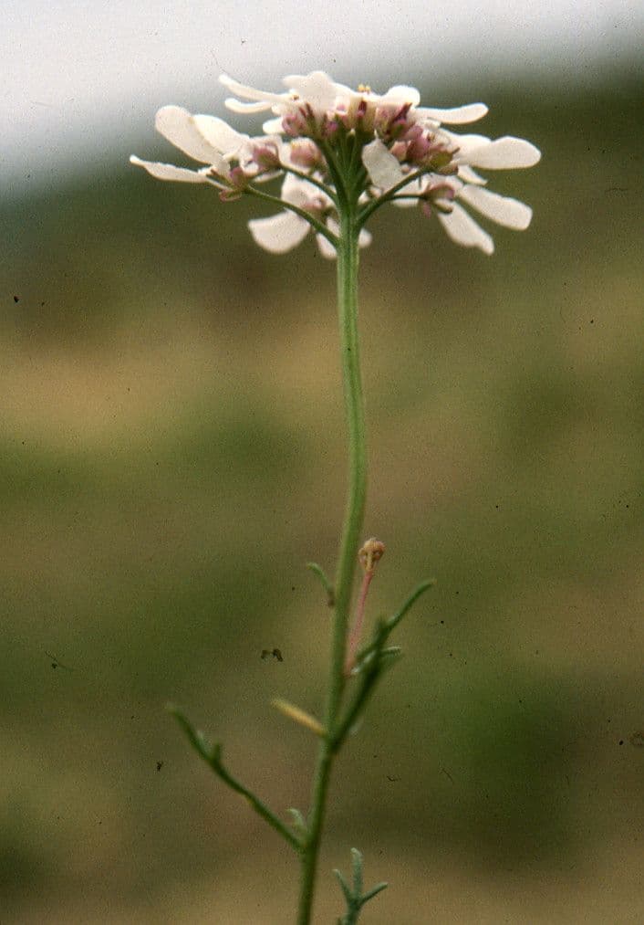 Iberis pinnata 20