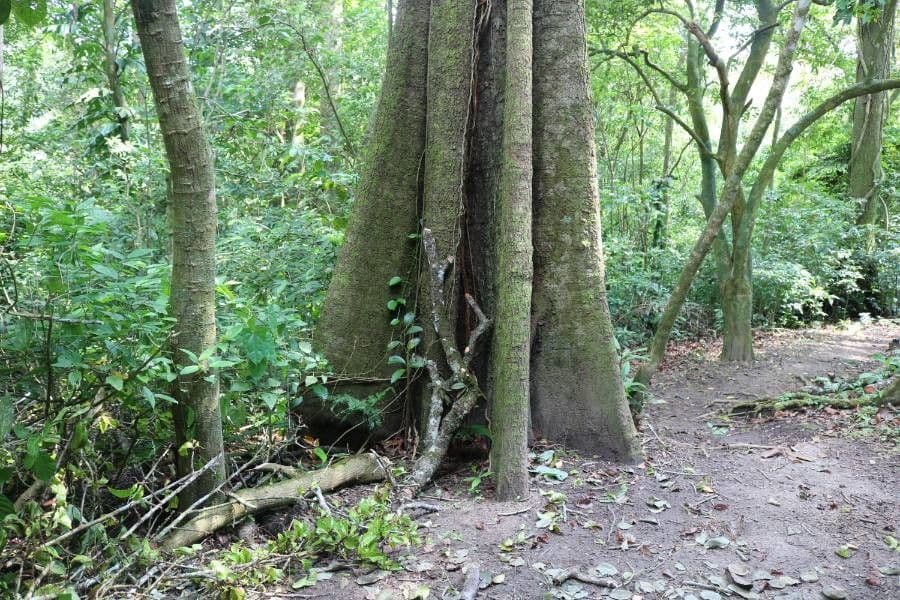 Quararibea