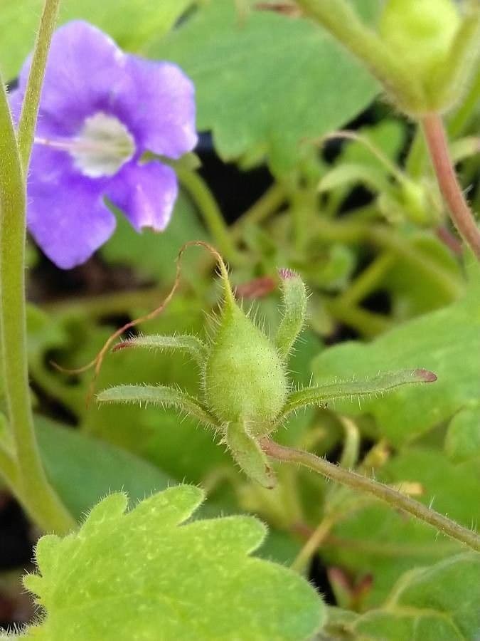 Großblütige Phacelia 3