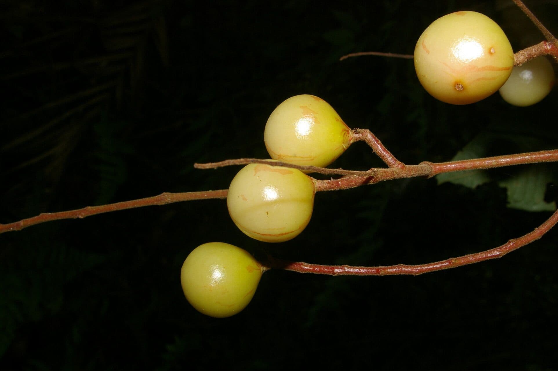 Meliosma 2