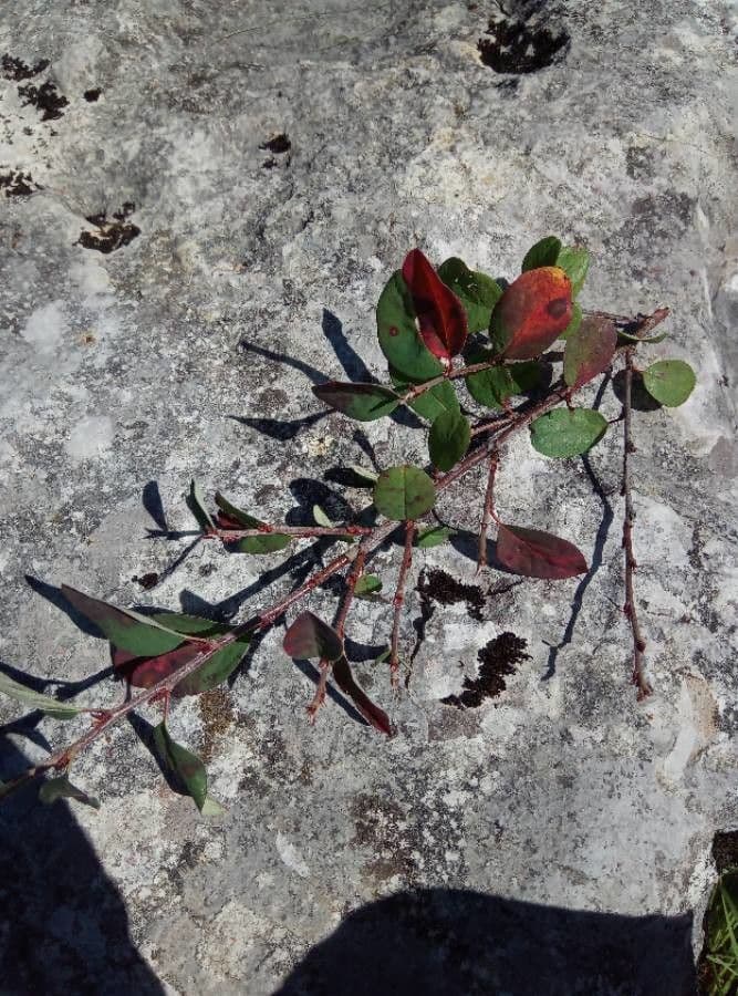 Cotonéaster commun 22