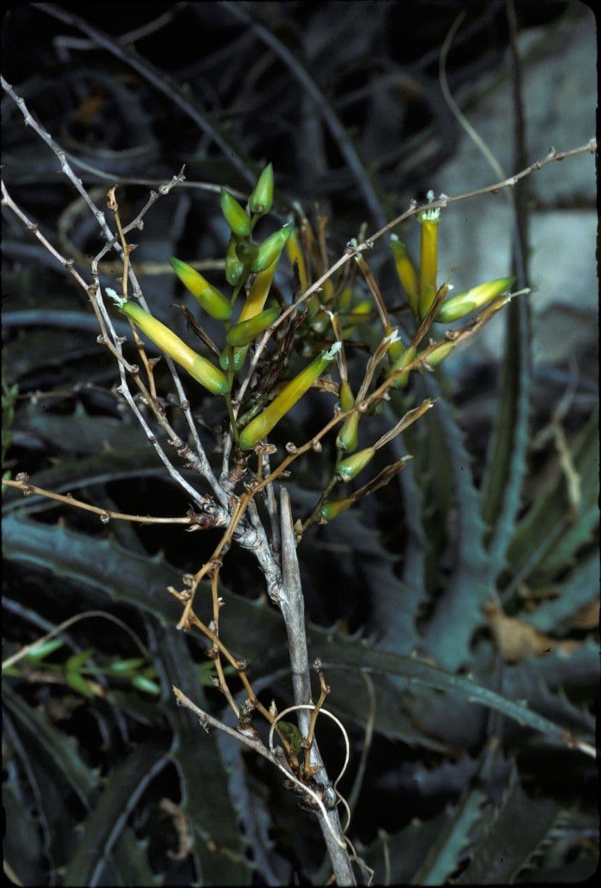 Deuterocohnia